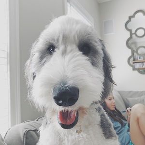 Meet your Posher, Alex